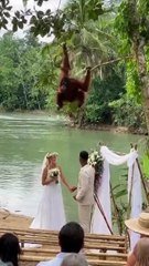 Wild Wedding Surprise: Bride Grabbed by a Monkey and Pulled into the River!
