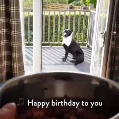 Man Cooks Steak For Dog On His Birthday