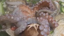 octopus eat