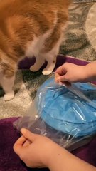 3-Way Cat Tunnel: Endless Fun for Indoor Cats | PetBuds UK