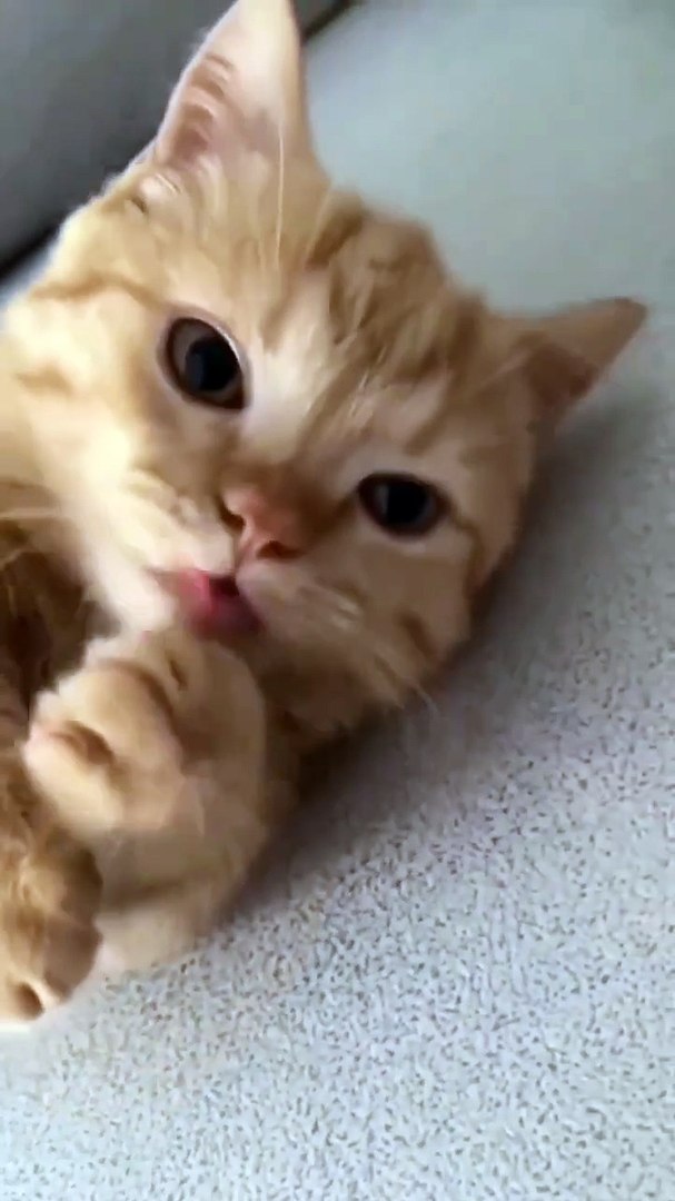 ⁣Cute Kitten 🥰😛