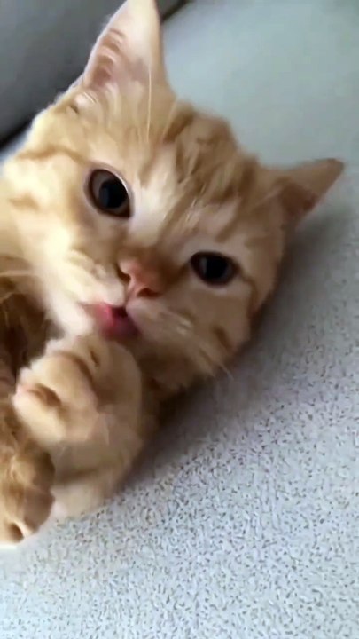 Cute Kitten 🥰😛