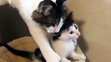 Cute kittens a beautiful moment ❣️😍🐱 #shorts