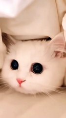 Baby cat ❣️😍🐱 #shorts #cats #babycat #pets #cutecat #funnycats