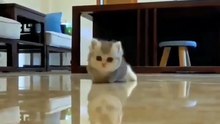 baby Kitten 😍🥰 #shorts #babycat #catvideos #funnycats #viral