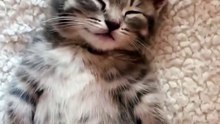 Cat is sleep 🤗😍 #shorts #cat #cute #babycat #catvideos #viral