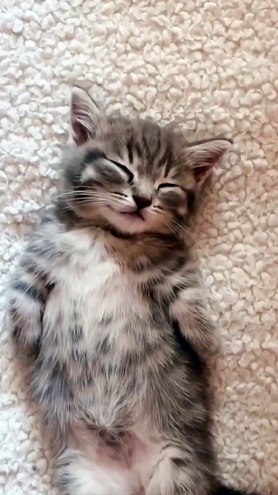 Cat is sleep 🤗😍 #shorts #cat #cute #babycat #catvideos #viral