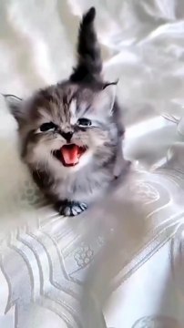 Baby Kitten meow 😍🤗🥰 #shorts #cute #kittens #meow #babycat