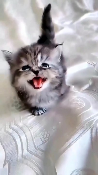 Baby Kitten meow 😍🤗🥰 #shorts #cute #kittens #meow #babycat