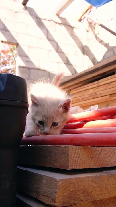 Cute Kitten meow 😂😂🤣 #shorts #cute #kittens #cats #meow #kitty