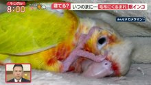 羽鳥慎一モーニングショー 2025年日11月12日