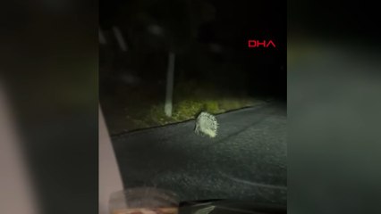 Aydın'da nesli tükenme altındaki oklu kirpi görüldü