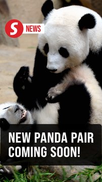Roll out the bamboo: Pandas are coming to Zoo Negara!