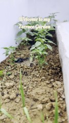 Welcome to my terrace garden