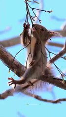 VID-big trees 🌴🌊