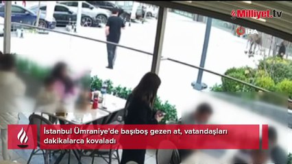 İstanbul'da garip olay! Başıboş at vatandaşları kovaladı: 'Bizi görür görmez üzerimize koştu'