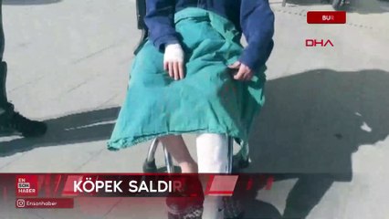 Burdur'da sokak köpeklerinin saldırısına uğrayan ortaokul öğrencisi yaralandı