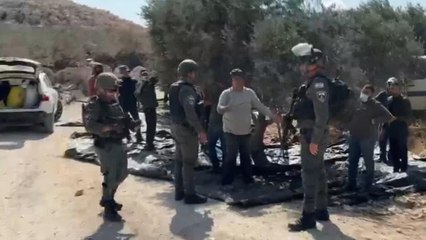 Violencia en los olivares: colonos triplican ataques durante la cosecha en Cisjordania