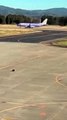 Un oso se cuela en el aeropuerto de Hanamaki, en Japón, e interrumpe los vuelos