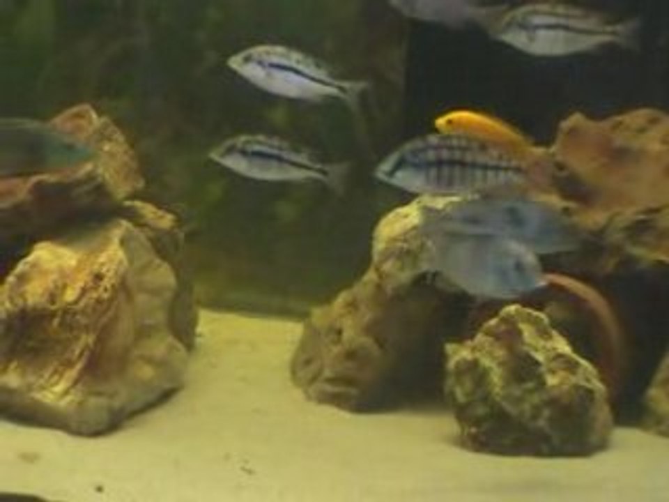 Haplos 2