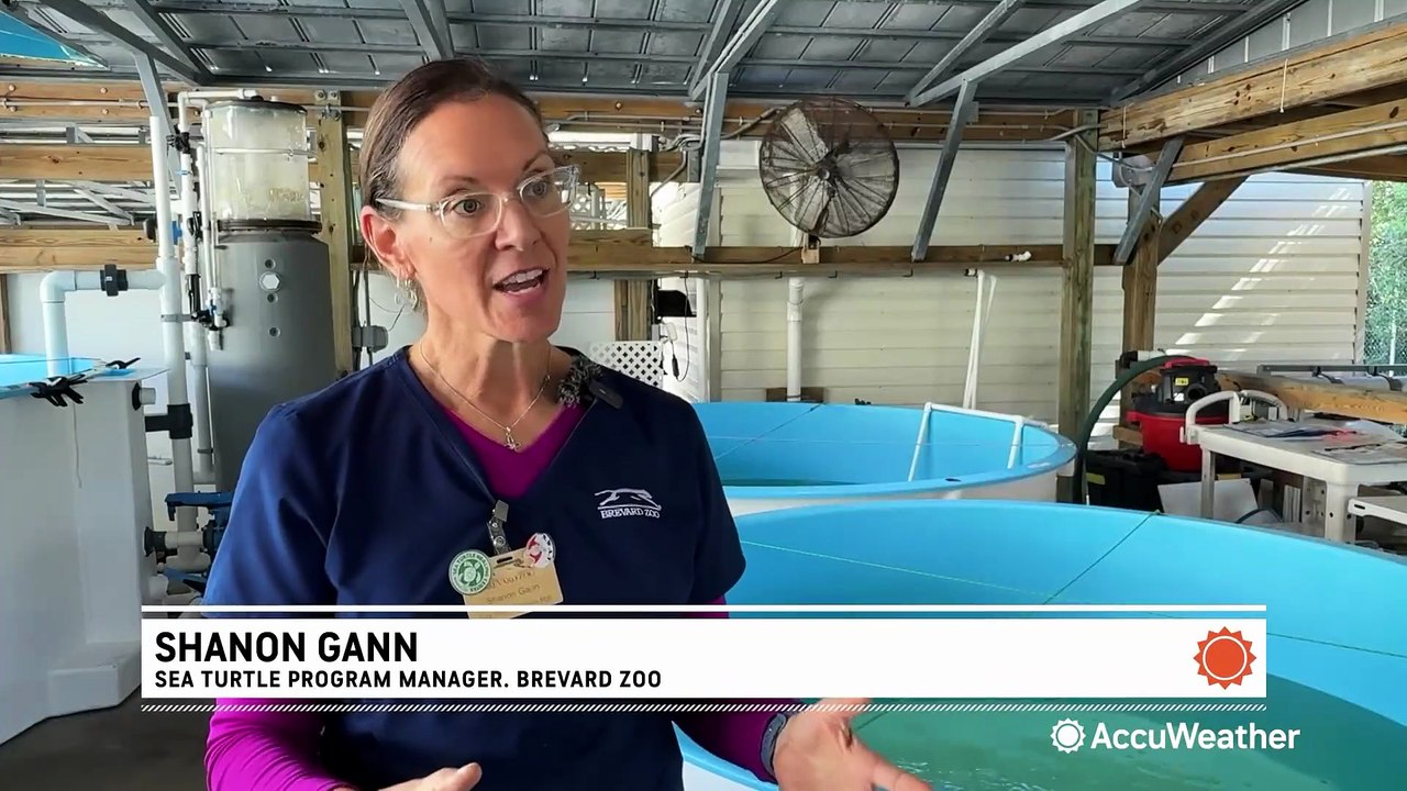 Green turtles make a monumental comeback