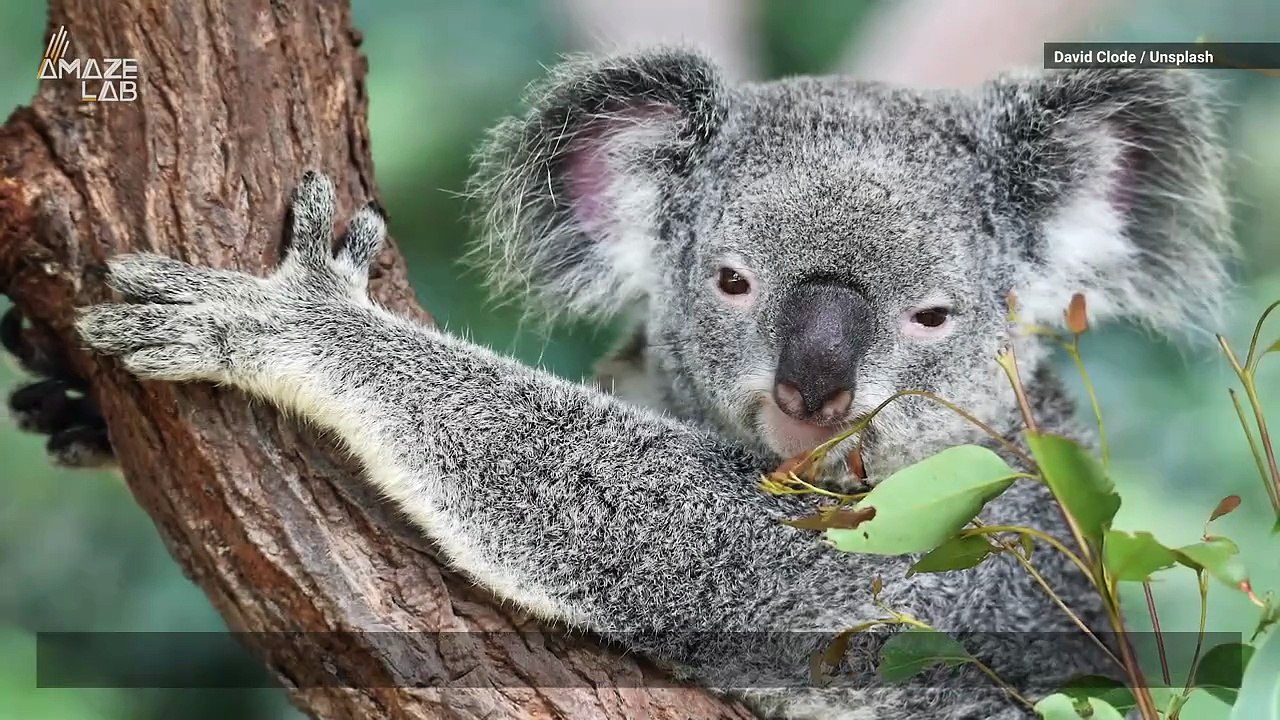 This Animal Has Nearly Identical Fingerprints to Humans!