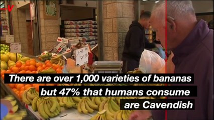 Is the Future of Bananas In Jeopardy? Learn More About This Problem