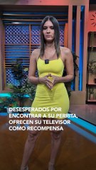 Desesperados por encontrar a su perrita, ofrecen su único televisor como recompensa