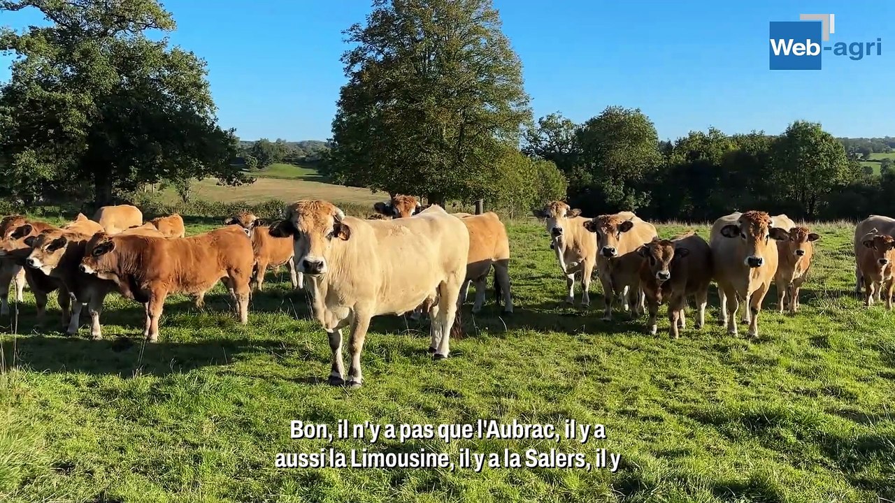 « Je vends tous mes broutards via les marchés des bestiaux »