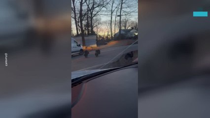 Lady Gobbles at Turkeys and They Respond!