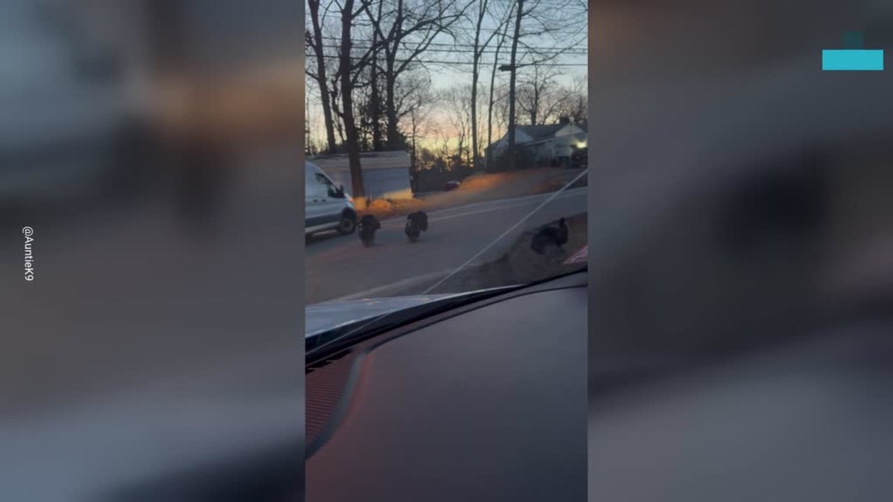 Lady Gobbles at Turkeys and They Respond!