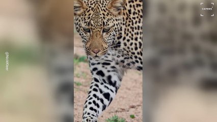 Leopard Scares a Little Dung Beetle