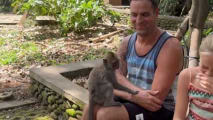 Monkey in bali gives tourist a grooming session he never booked for