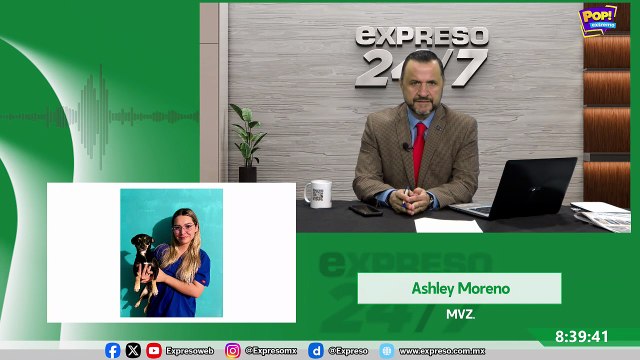 Pelo de perros y gatos: qué es normal y cuándo ir al veterinario