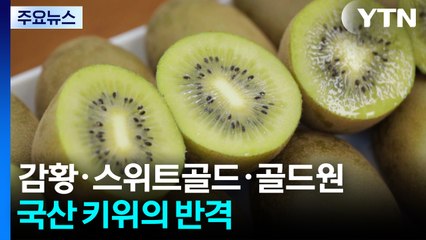 [녹색] 감황·스위트골드·골드원...국산 키위의 달콤한 반격 / YTN