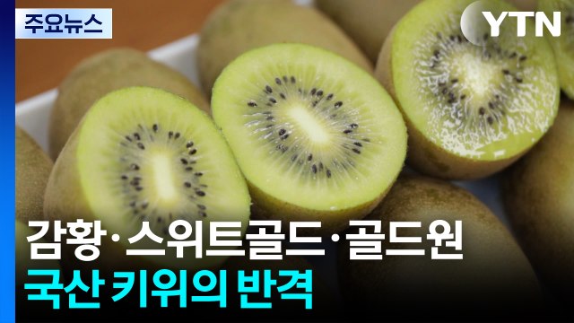 [녹색] 감황·스위트골드·골드원...국산 키위의 달콤한 반격 / YTN