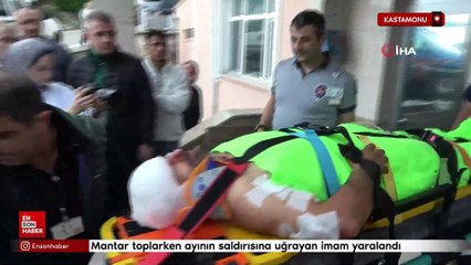 Kastamonu'da mantar toplarken ayının saldırısına uğrayan imam yaralandı