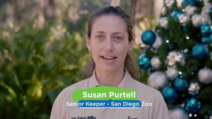 Snow Day in San Diego? For These Pandas, It Is!