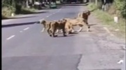 Lions seen on road in Gujarat's Gir, people shocked
