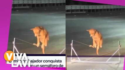 Perro causa sensación por trabajar en semáforo