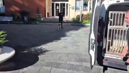 Sant'Arsenio (SA) - Eccolo! Il nostro amico Mucca è tornato in piazza a Sant’Arsenio! (12.11.25)