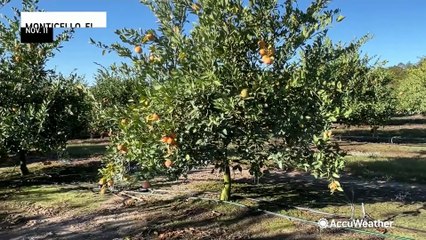 Farmers battle bitter chill as arctic chill continues