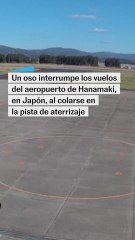 Un oso se cuela en un aeropuerto de Japón e interrumpe los vuelos