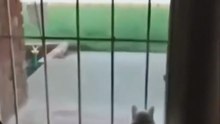Even i got scared 😂#funny #cat #dog
