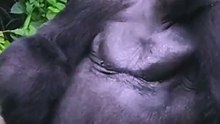 GORILLA FUNNY