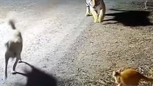 CAT VS TIGER