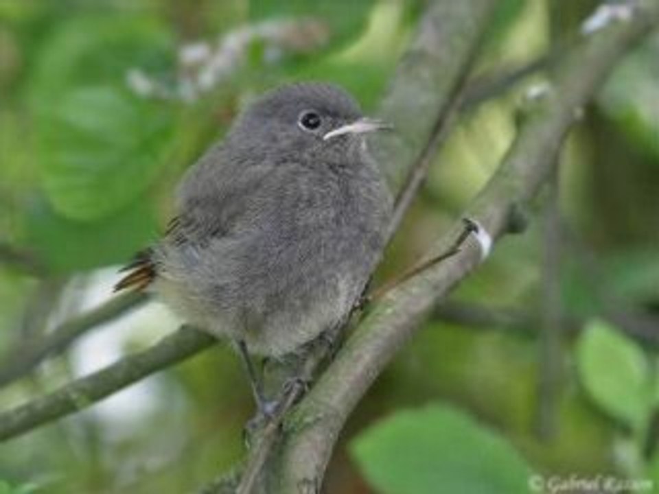 Rougequeue noir1