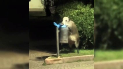 I cinghiali fanno la "spesa" in pieno centro a Santa Teresa Gallura