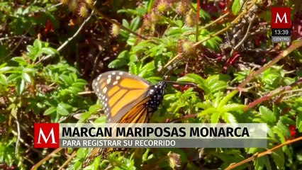 Marcan mariposas monarca para estudiar su ruta migratoria