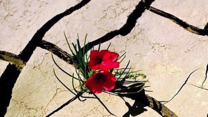 A very moving story that will make you cry